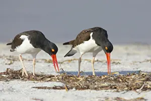 Palliatus: American Oystercatcher - displaying