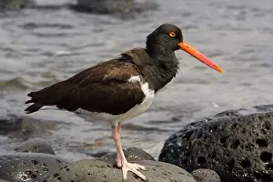 Palliatus: American Oystercatcher, endemic Galapagos subspecies