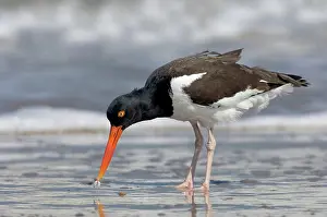 Haematopodidae: American Oystercatcher feeding on clam