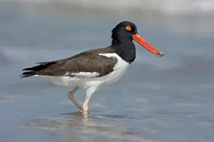 Haematopodidae: American Oystercatcher feeding on clam