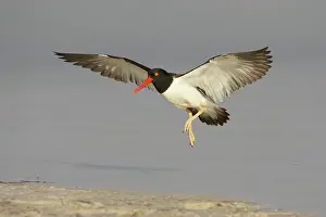 Palliatus: American Oystercatcher - in flight coming in to land