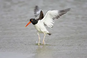 Palliatus: American Oystercatcher wing flapping after washing