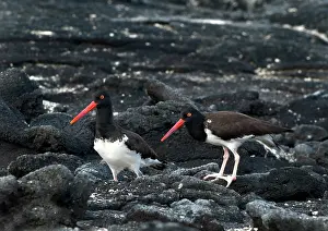 Oystercatchers: American Oystercatchers