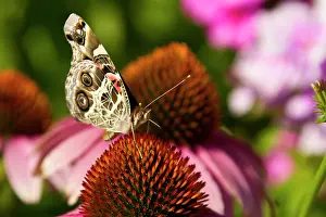 Vanessa: American painted lady
