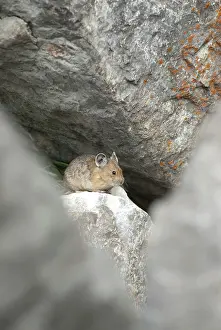 Pika: American Pika