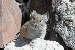 Cony: American Pika - Mount Washburn Yellowstone National