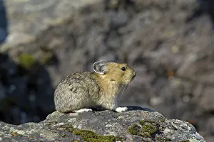 Pika: American Pika / Mouse Hare / Coney