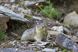 Pika: American Pika / Mouse Hare / Coney