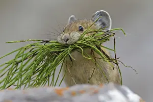 Pika: American Pika / Mouse Hare / Coney