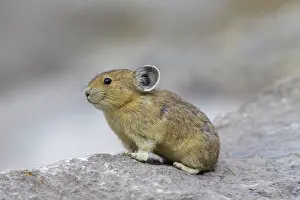 Pika: American Pika / Mouse Hare / Coney