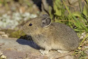Pika: American Pika / Mouse Hare / Coney