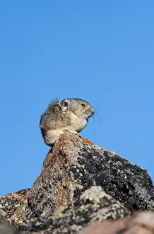 Pika: American pika (Ochotona princeps). Beartooth Mountains