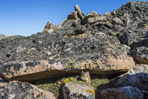 Pika: American pika (Ochotona princeps) at one of its