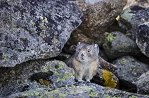 Pika: American pika (Ochotona princeps). Beartooth Mountains