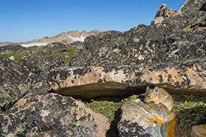 Pika: American pika (Ochotona princeps) at one of its