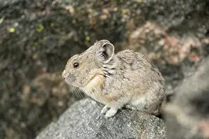 Pika: American Pika, Ochotona princeps. A small-sized mammal that