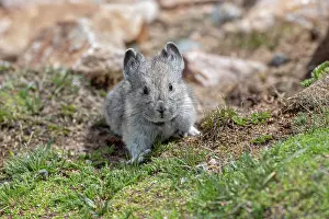 Pika: American Pika, Ochotona princeps. A small-sized mammal that