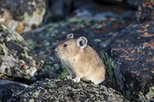Pika: American pika (Ochotona princeps) in its boulder