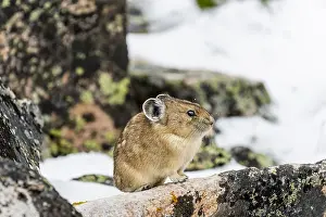 Pika: American pika (Ochotona princeps) in its boulder