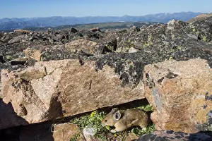 Pika: American pika (Ochotona princeps) bringing in a