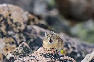 Pika: American pika (Ochotona princeps) calling. Beartooth