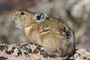 Pika: American pika (Ochotona princeps) calling. Beartooth
