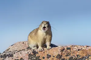 Pika: American pika (Ochotona princeps) calling. Beartooth