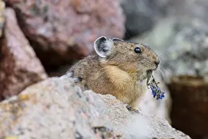 Pika: American pika (Ochotona princeps) eating chiming