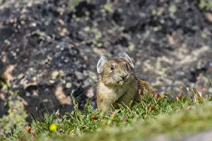 Pika: American pika (Ochotona princeps) eating cinquefoil