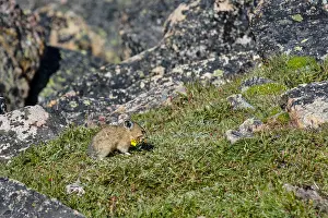 Pika: American pika (Ochotona princeps) gathering cinquefoil