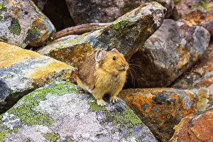 Pika: American Pika (Ochotona princeps), Jasper National