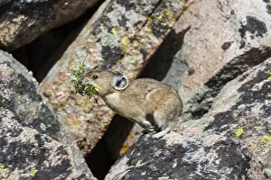 Pika: American pika (Ochotona princeps) jumping between
