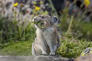 Pika: American pika (Ochotona princeps) with mouthful