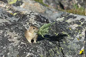 Pika: American pika (Ochotona princeps) with mouthful