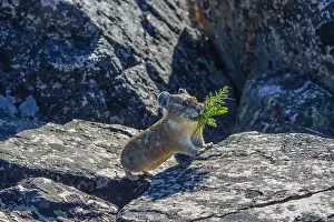 Pika: American pika (Ochotona princeps) with mouthful