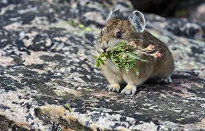 Pika: American pika (Ochotona princeps) with mouthful