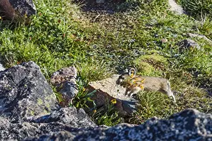 Pika: American pika (Ochotona princeps) running back toward