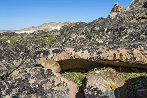 Pika: American pika (Ochotona princeps) sitting by one
