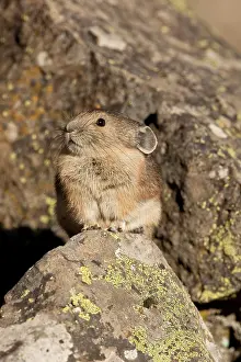 Pika: American Pika, Ochotona princeps, sitting
