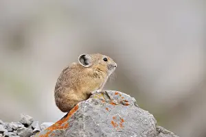 Alberta: American pika (Ochotona princeps) sitting on a rock