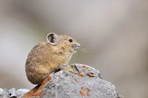 Alberta: American pika (Ochotona princeps) sitting on a rock and eating
