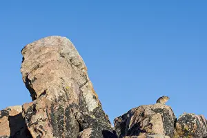 Pika: American pika (Ochotona princeps) sunning itself
