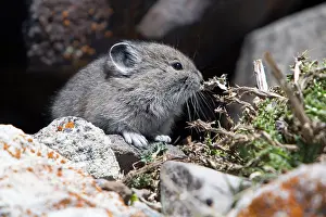 Pika: American Pika - young - Mount Washburn Yellowstone