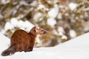 Martens: American Pine Marten