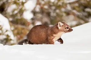 Martens: American Pine Marten