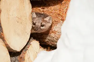 Martens: American Pine Marten
