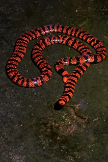 Barrage: American pipe snake, False Coral Snake (Anilius