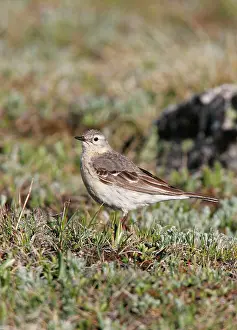 Pipits: American Pipit