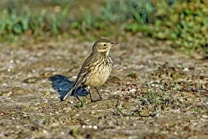 Anthus: American Pipit