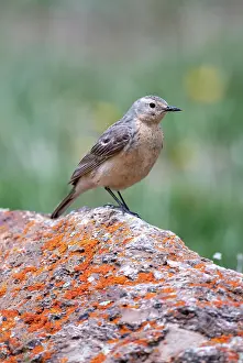 Anthus: American Pipit, Anthus rubescens